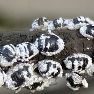 Melanococcus albizziae at Karabar, NSW - 28 May 2023