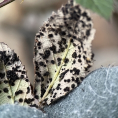 Phragmidium violaceum (Blackberry Leaf Rust Fungus) at Karabar, NSW - 28 May 2023 by Hejor1
