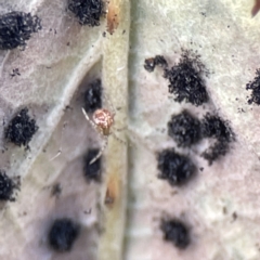 Phragmidium violaceum at Karabar, NSW - 28 May 2023