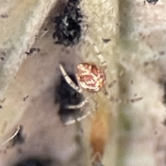 Cryptachaea veruculata at Karabar, NSW - 28 May 2023 by Hejor1