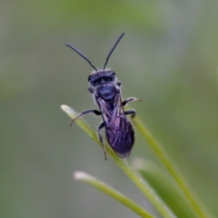 Lasioglossum (Parasphecodes) sp. (genus & subgenus) (Halictid bee) at Florey, ACT - 6 May 2023 by KorinneM