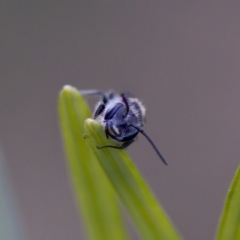 Lasioglossum (Parasphecodes) sp. (genus & subgenus) at Florey, ACT - 6 May 2023