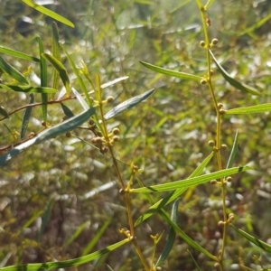 Acacia dawsonii at Kambah, ACT - 24 Apr 2023
