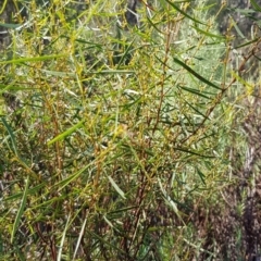 Acacia dawsonii at Kambah, ACT - 24 Apr 2023 02:31 PM