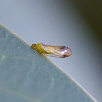 Psyllidae sp. (family) (Unidentified psyllid or lerp insect) at Florey, ACT - 8 May 2023 by KorinneM
