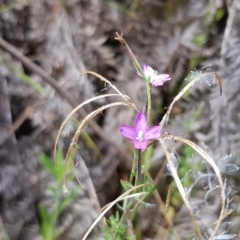 Epilobium billardiereanum subsp. cinereum (Hairy Willow Herb) at Lower Cotter Catchment - 28 Feb 2023 by BethanyDunne