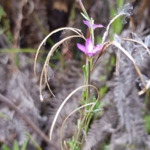 Epilobium billardiereanum subsp. cinereum at Cotter River, ACT - 28 Feb 2023