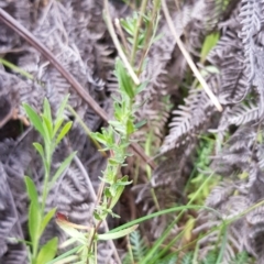 Epilobium billardiereanum subsp. cinereum at Cotter River, ACT - 28 Feb 2023