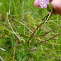 Epilobium billardiereanum subsp. hydrophilum at Cotter River, ACT - 27 Feb 2023 by BethanyDunne