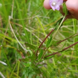 Epilobium billardiereanum subsp. hydrophilum at Cotter River, ACT by BethanyDunne