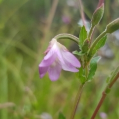 Epilobium billardiereanum subsp. hydrophilum at Cotter River, ACT - 28 Feb 2023