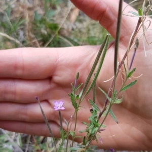 Epilobium billardiereanum subsp. cinereum at Cotter River, ACT - 28 Feb 2023