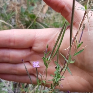 Epilobium billardiereanum subsp. cinereum (Variable Willow-herb) at Cotter River, ACT by BethanyDunne