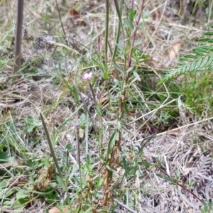 Epilobium billardiereanum subsp. cinereum at Cotter River, ACT - 28 Feb 2023