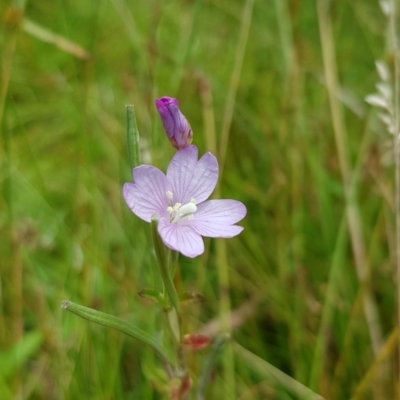 Epilobium billardiereanum subsp. hydrophilum at Cotter River, ACT - 28 Feb 2023 by BethanyDunne