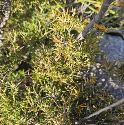 Lissanthe strigosa subsp. subulata (Peach Heath) at Cooleman Ridge - 12 May 2023 by BethanyDunne