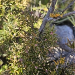 Lissanthe strigosa subsp. subulata at Stromlo, ACT - 12 May 2023