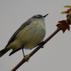 Acanthiza chrysorrhoa (Yellow-rumped Thornbill) at Symonston, ACT by RodDeb