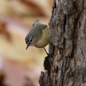 Acanthiza chrysorrhoa at Symonston, ACT - 28 May 2023