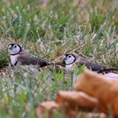 Stizoptera bichenovii (Double-barred Finch) at Symonston, ACT - 28 May 2023 by RodDeb