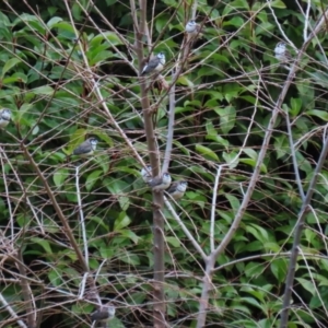 Stizoptera bichenovii at Symonston, ACT - 28 May 2023