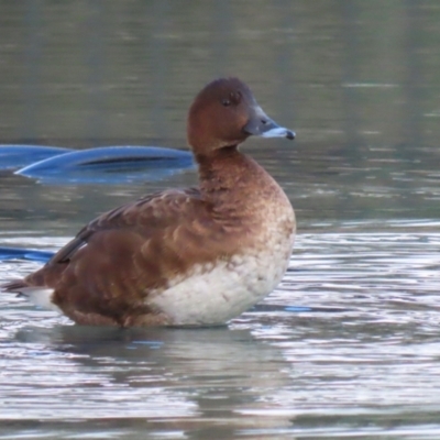 Aythya australis (Hardhead) at Jerrabomberra, ACT - 28 May 2023 by RodDeb