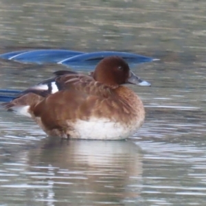 Aythya australis at Jerrabomberra, ACT - 28 May 2023