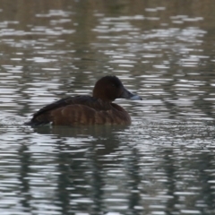 Aythya australis at Jerrabomberra, ACT - 28 May 2023 01:44 PM