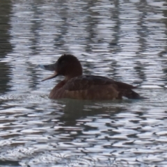 Aythya australis at Jerrabomberra, ACT - 28 May 2023 01:44 PM