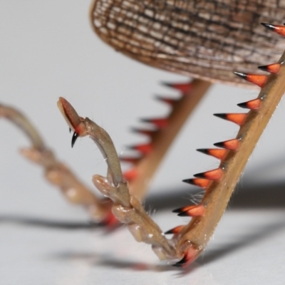 Valanga irregularis (Hedge Grasshopper) at Wellington Point, QLD - 20 Apr 2023 by TimL