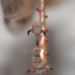 Valanga irregularis at Wellington Point, QLD - suppressed