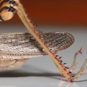 Valanga irregularis at Wellington Point, QLD - suppressed