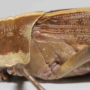 Valanga irregularis at Wellington Point, QLD - suppressed