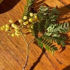 Acacia terminalis (Sunshine Wattle) at Termeil, NSW - 28 May 2023 by Syncarpia