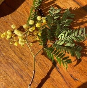 Acacia terminalis at Termeil, NSW - 29 May 2023