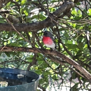 Petroica rosea at Hawker, ACT - 29 May 2023