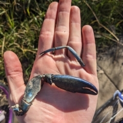 Cherax destructor (Common Yabby) at Lyneham, ACT - 29 May 2023 by WalterEgo