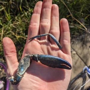 Cherax destructor at Lyneham, ACT - 29 May 2023 10:08 AM