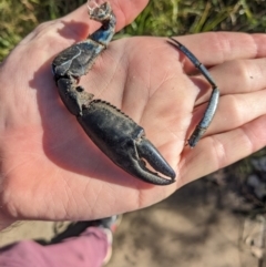 Cherax destructor at Lyneham, ACT - 29 May 2023 10:08 AM