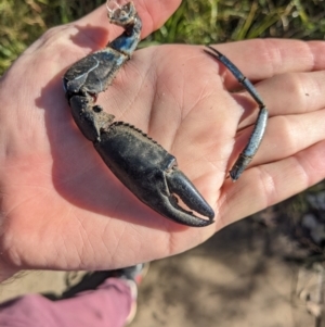 Cherax destructor at Lyneham, ACT - 29 May 2023 10:08 AM