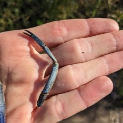 Cherax destructor at Lyneham, ACT - 29 May 2023 10:08 AM