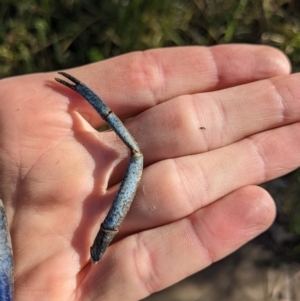 Cherax destructor at Lyneham, ACT - 29 May 2023 10:08 AM