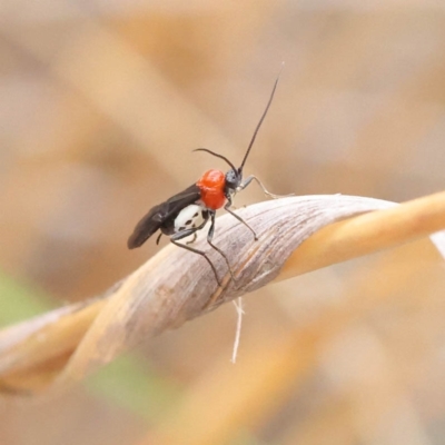 Braconidae (family) (Unidentified braconid wasp) at O'Connor, ACT - 27 Feb 2023 by ConBoekel
