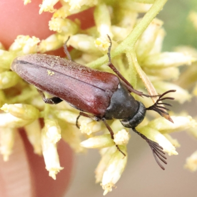 Euctenia sp. (genus) (Wedge-shaped beetle) at Dryandra St Woodland - 27 Feb 2023 by ConBoekel