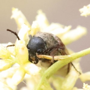 Euctenia sp. (genus) at O'Connor, ACT - 28 Feb 2023