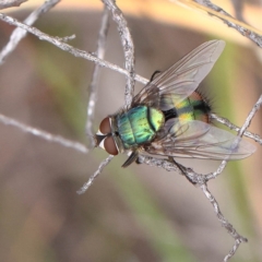 Rutilia sp. (genus) (A Rutilia bristle fly, subgenus unknown) at O'Connor, ACT - 28 Feb 2023 by ConBoekel