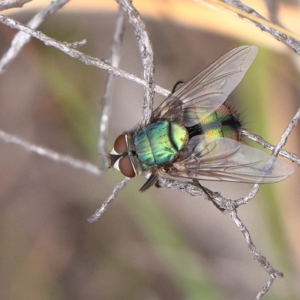 Rutilia sp. (genus) at O'Connor, ACT - 28 Feb 2023 10:18 AM