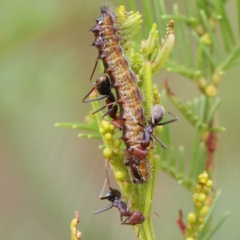 Jalmenus ictinus (Stencilled Hairstreak) at Dryandra St Woodland - 27 Feb 2023 by ConBoekel