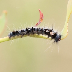 Lasiocampidae (family) immature (Lappet & Snout Moths) at O'Connor, ACT - 27 Feb 2023 by ConBoekel