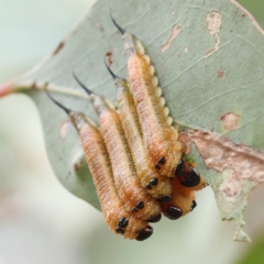 Lophyrotoma interrupta (Cattle Poisoning Sawfly) at O'Connor, ACT - 28 Feb 2023 by ConBoekel